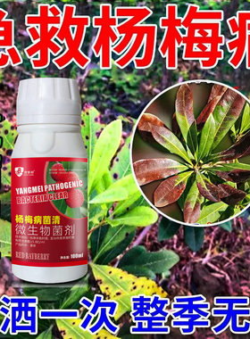 杨梅病害专用杨梅炭疽病褐斑病干枯病枝腐病赤衣病肉葱病专用剂