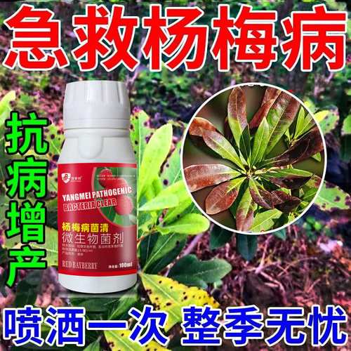 杨梅病害专用杨梅炭疽病褐斑病干枯病枝腐病赤衣病肉葱病专用剂