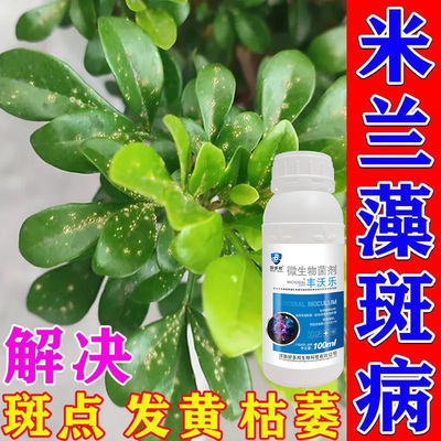 米兰花藻斑病专用药米兰专用除病菌殺预防叶片长白斑黄叶枯叶枯