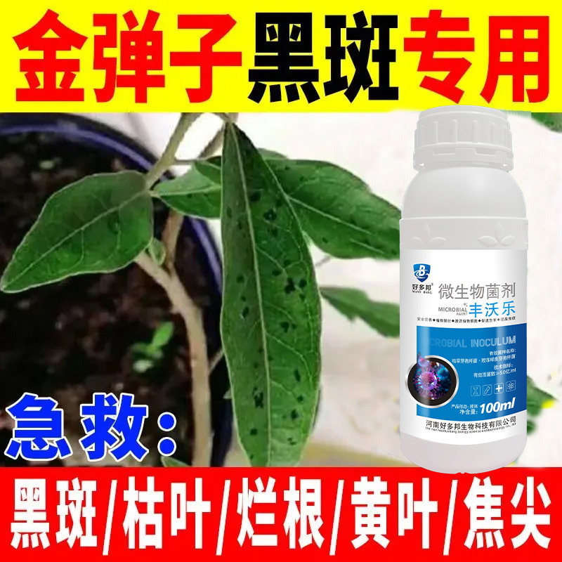 金弹子菌立净黑斑病叶斑病炭疽病灰霉病叶黑斑除菌抑菌预防生病