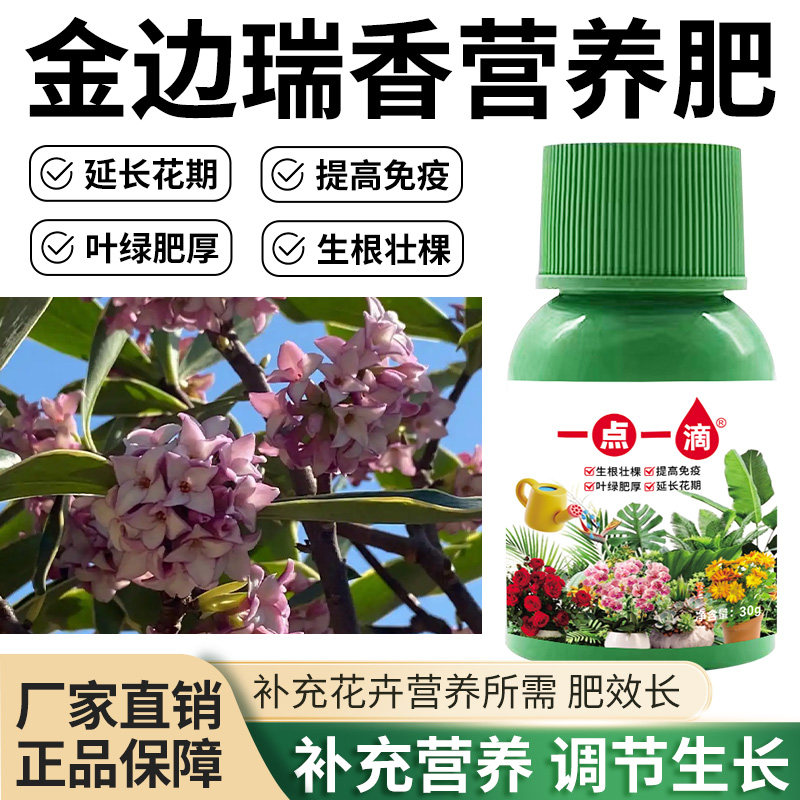 金边瑞香营养肥叶绿肥厚壮苗花肥园艺花卉盆栽绿植植物专用营养液