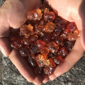 少年自家桃树新品 150克 天然野生食用水蜜桃桃胶无杂质桃花泪单品