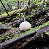 野生椴木银耳雪耳糯耳干货无硫软糯香甜易出胶