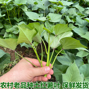 湖北农家新鲜红薯苗地瓜叶嫩尖食用红苕尖蕃薯叶现摘时令蔬菜包邮