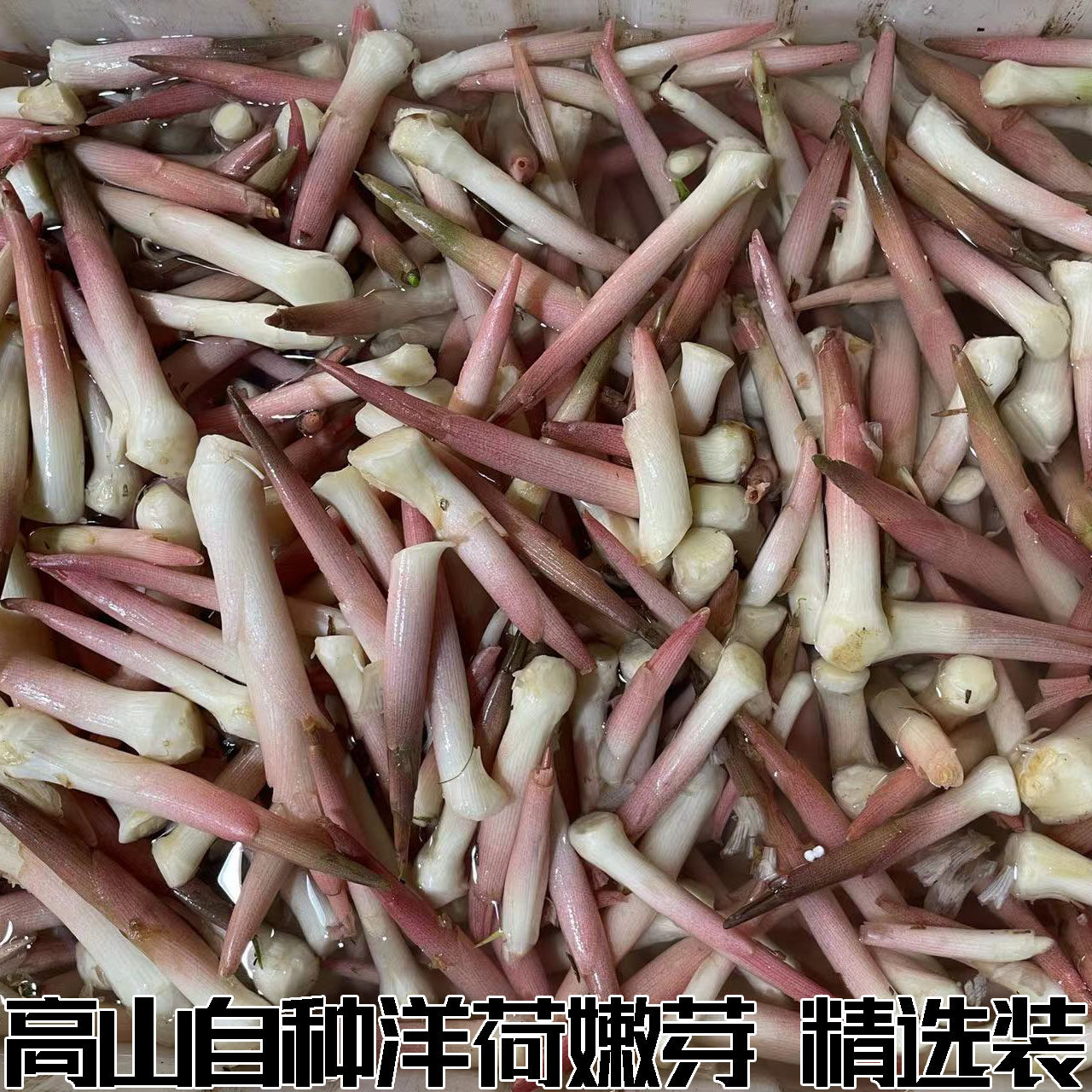 阳荷笋洋合洋荷姜笋野生新鲜野良姜洋火茗荷盐荷湖北宜昌特产包邮