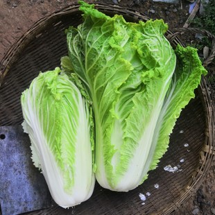 农家自种大白菜青菜绿叶菜白菜新鲜软叶白菜新鲜青杂散叶白菜叶