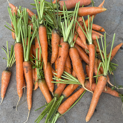 农村自种胡萝卜水果胡萝卜