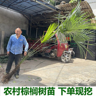 棕树苗棕榈树苗棕榈树扇子树葵蒲扇棕榈大树别墅绿植棕竹苗棕