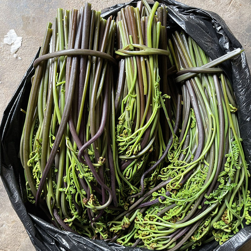野生蕨菜新鲜下饭菜当季时令蔬菜农家菜山撅水龙爪菜甜厥过水发货