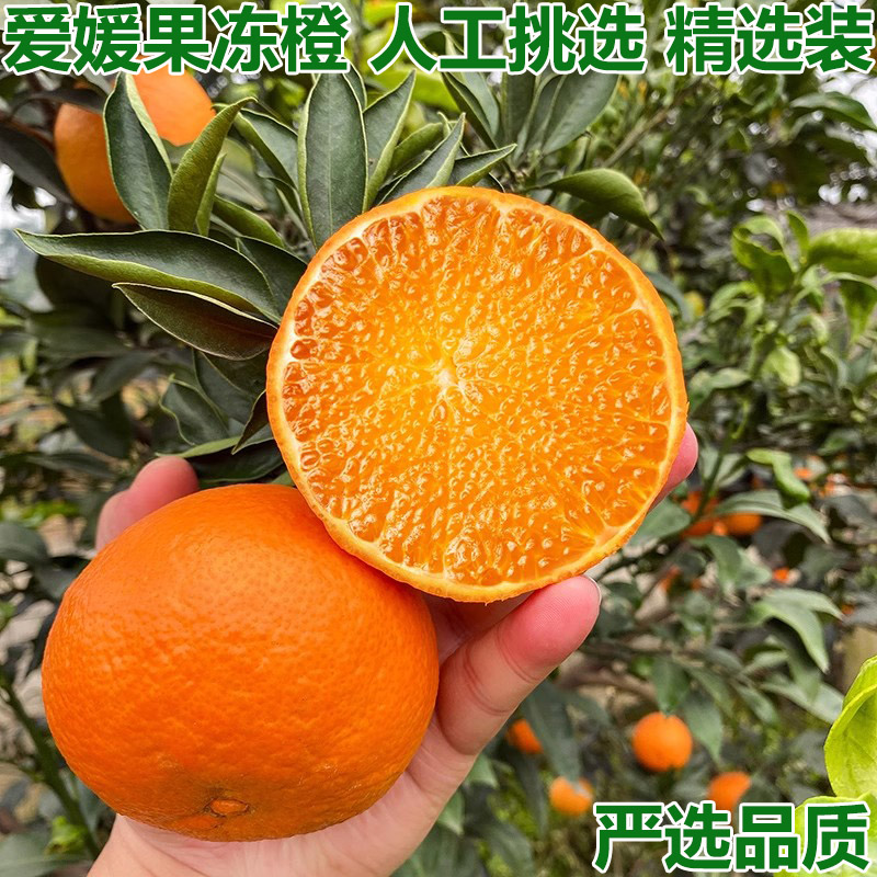 精选爱媛38号果冻橙新鲜橙子