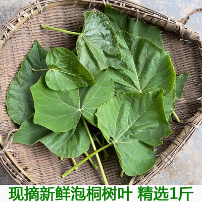 泡桐树叶新鲜农家现摘树叶桐树叶泡桐果泡桐树皮泡桐树皮包邮