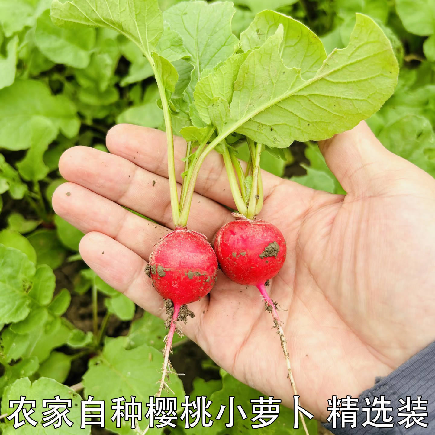 新鲜樱桃萝卜红皮迷你小萝卜水萝卜小红圆萝卜脆甜蘸酱菜红丁当