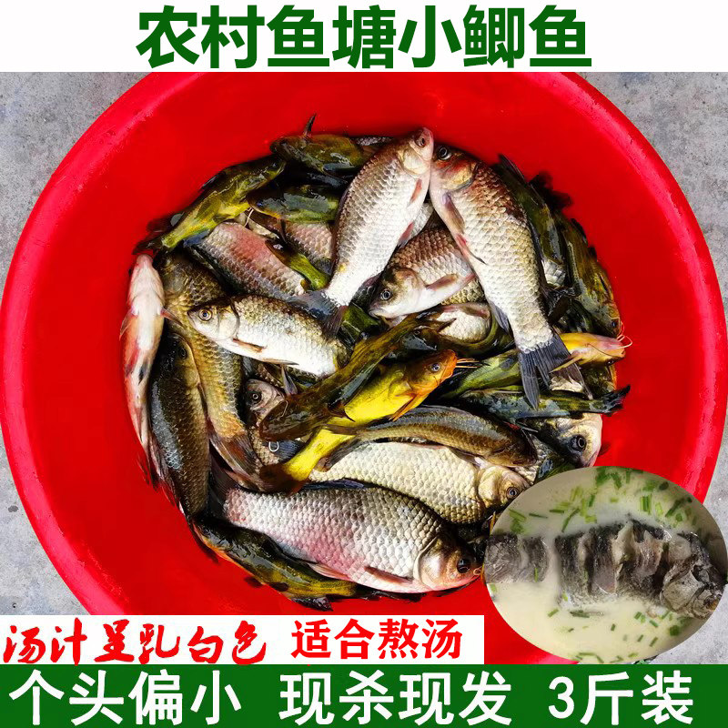 湖北宜昌农村鱼塘小鲫鱼新鲜活的现杀淡水鲫鱼现杀现发包邮
