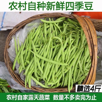 四季豆农家自种豆角四季豆