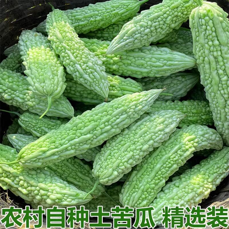 湖北宜昌农家菜土苦瓜新鲜白苦瓜小苦瓜土苦瓜农村露天蔬菜包邮