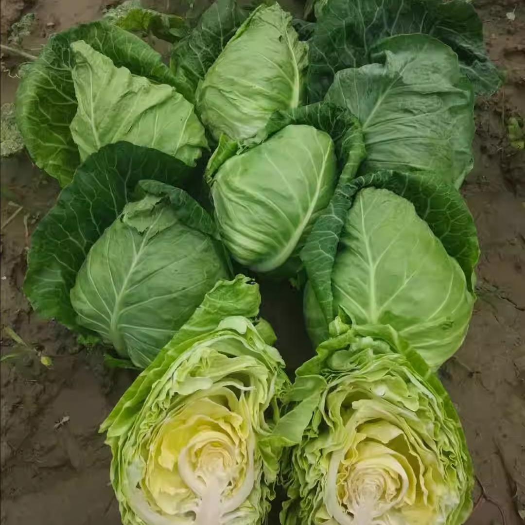 湖北农家蔬菜卷心菜新鲜牛心菜包菜包心菜绿甘蓝泡菜5斤装包邮