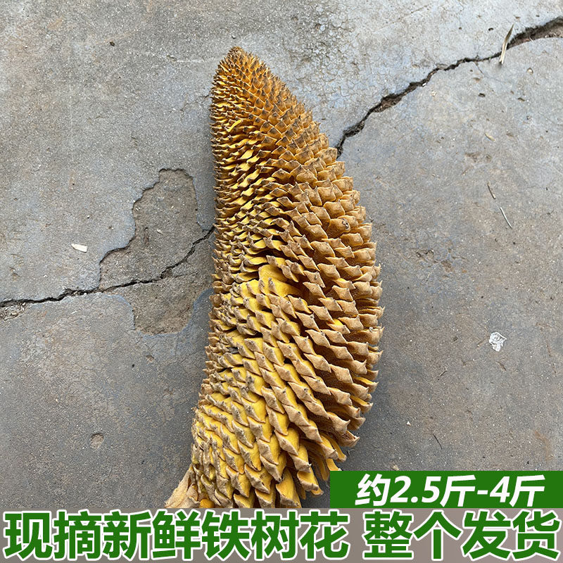 新鲜铁树花苏铁花雄花凤尾蕉花