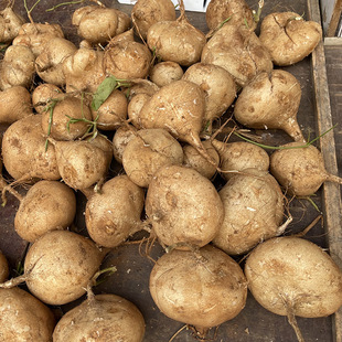 湖北凉薯新鲜现挖白地瓜萝卜农家特产清甜水果沙葛土番薯白心即食