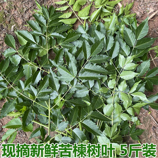 苦楝树叶新鲜苦练树皮苦楝树皮外用熬水苦练树现摘现发精选包邮