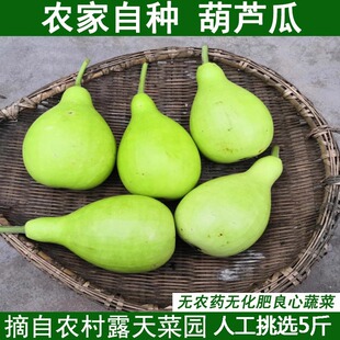 现摘新鲜蔬菜蒲瓜田蒲菜葫芦 肉葫芦短瓠 瓠瓜 葫芦瓜葫芦瓜包邮