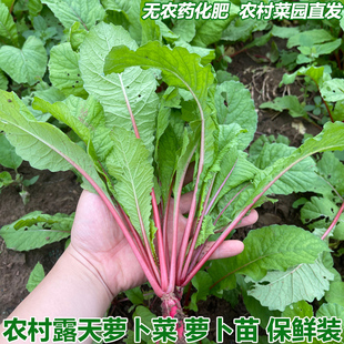 农家新鲜萝卜菜萝卜梗当季青蔬菜红皮小萝卜红萝卜缨子嫩萝卜苗
