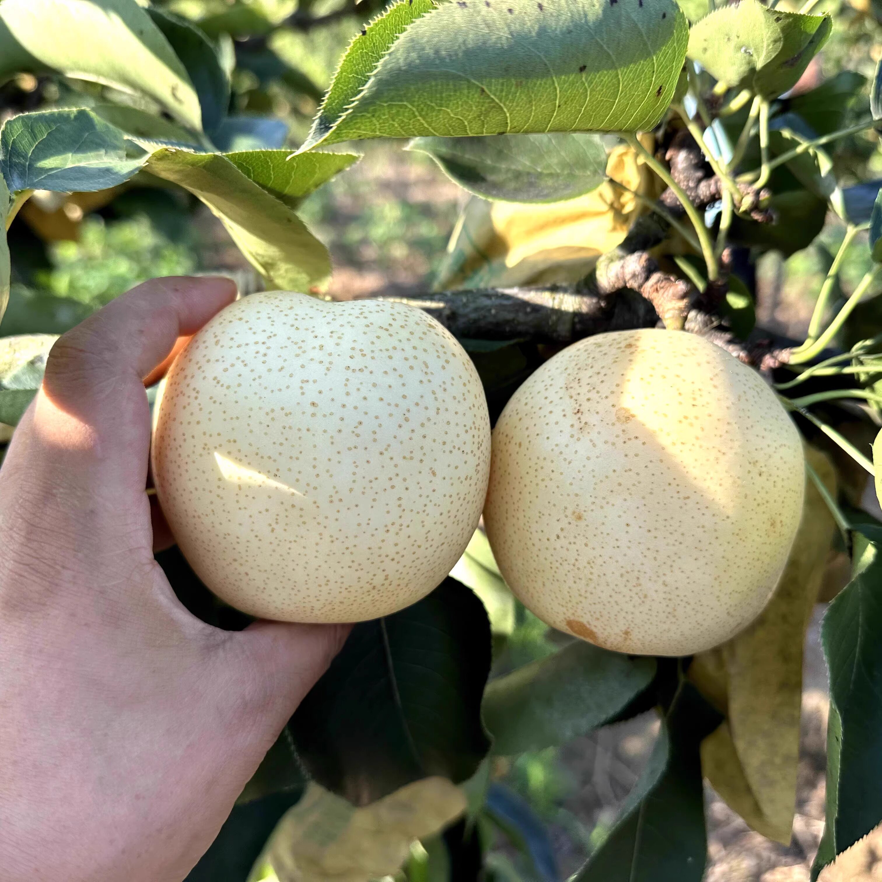 新鲜水果9斤装黄白梨当季脆甜黄金梨香酥蜜梨早雪梨黄皮梨子整箱