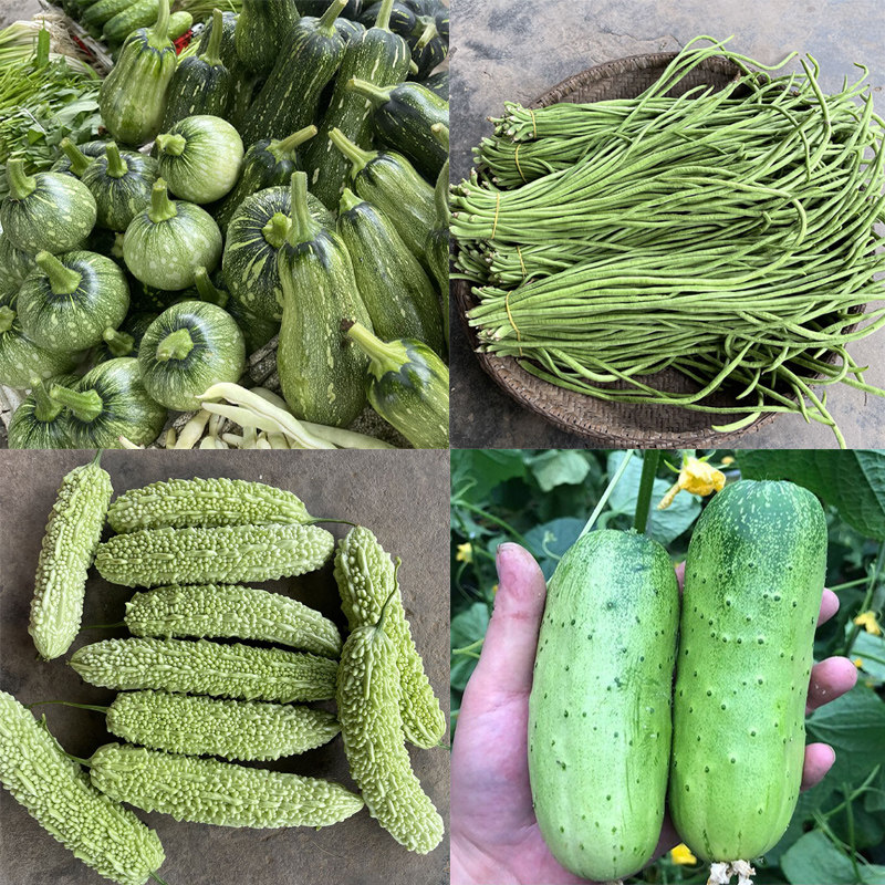 农家新鲜蔬菜土辣椒黄瓜番茄茄子玉米小南瓜番茄丝瓜辣椒组合蔬菜