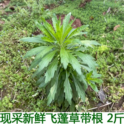 飞蓬草白马兰蒿千张草小飞蓬草