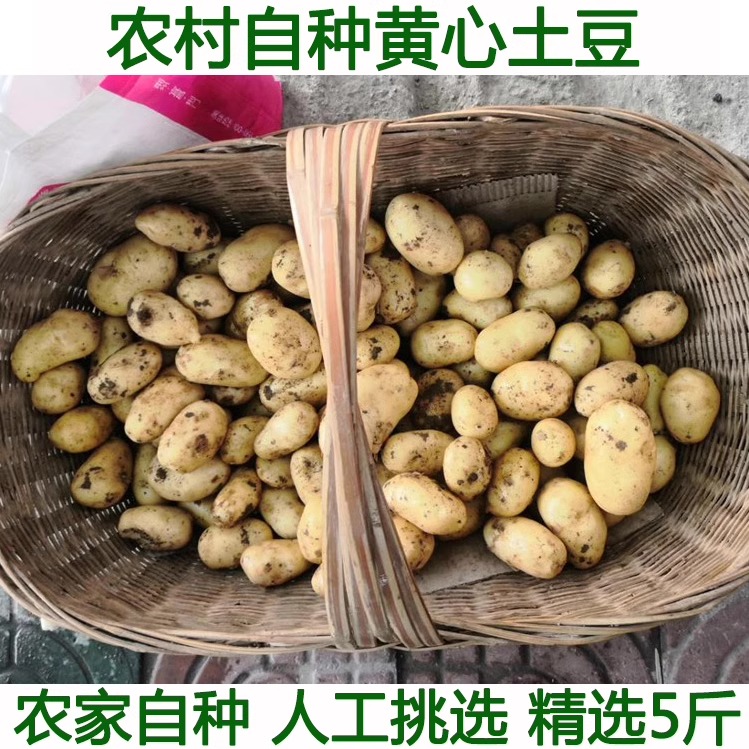 农村自种小土豆黄心洋芋迷你马铃薯高山新鲜农家自种5斤包邮