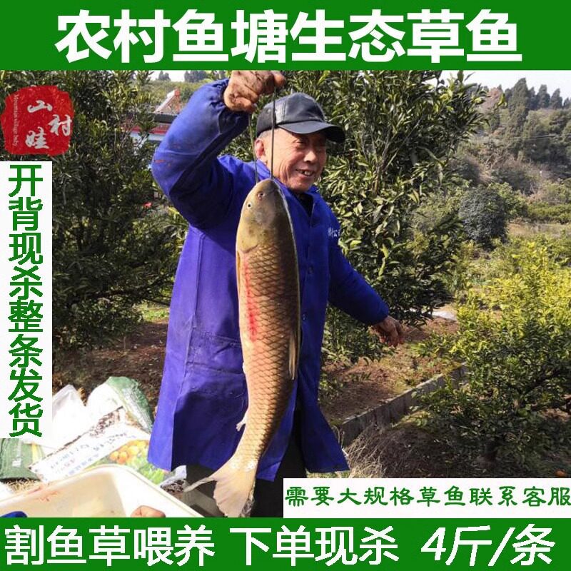 农家自家鱼塘大草鱼割鱼草喂养