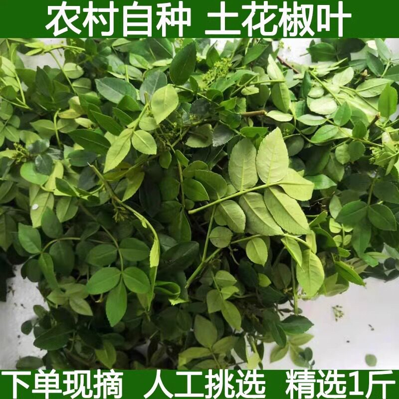 新鲜花椒芽花椒叶土花椒嫩芽花椒树叶麻香土花椒嫩叶湖北宜昌现摘