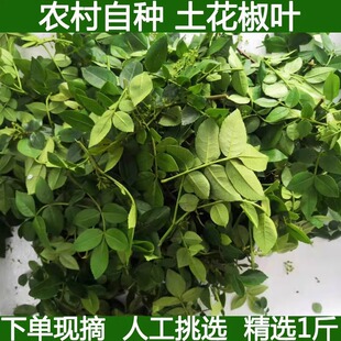 新鲜花椒芽花椒叶土花椒嫩芽花椒树叶麻香土花椒嫩叶湖北宜昌现摘