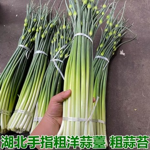 湖北新鲜蔬菜手指粗蒜薹粗蒜苔农家蒜苗香脆洋蒜薹洋蒜苔香蒜苗