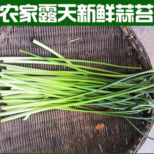 农村自种新鲜蒜苔农家嫩蒜薹蒜头食品蔬菜蒜毫蒜薹青蒜苗精选包邮