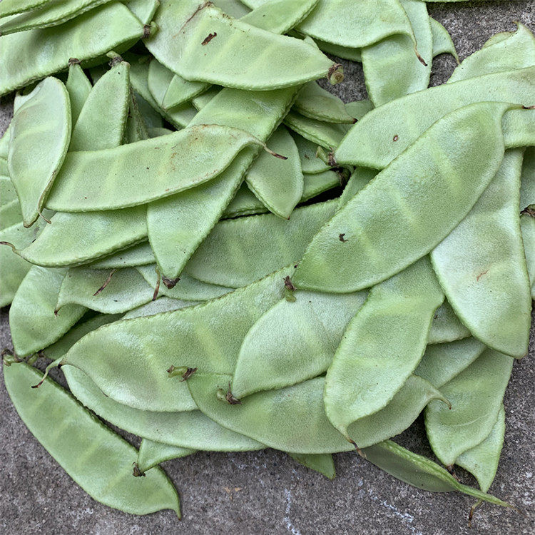 扁豆角新鲜蔬菜农家自种月儿菜扁豆眉豆白扁豆青豆角扁豆荚嫩包邮