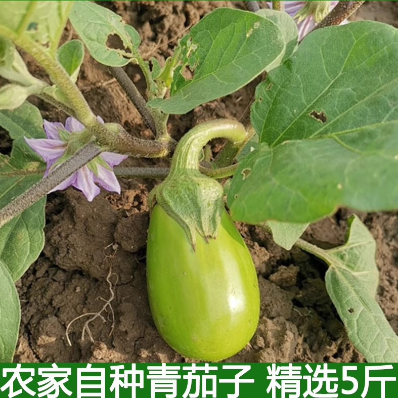 新鲜大绿茄子湖北特产青茄子新鲜蔬菜农家自种牛奶茄子五斤包邮