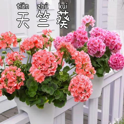 带花垂吊直立庭院阳台花期长包邮
