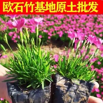 欧石竹耐寒耐旱多年生庭院绿化