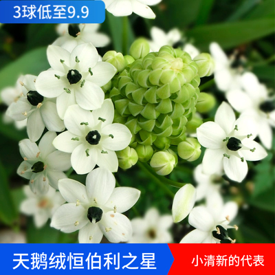 现货天鹅绒伯利恒之星种球易活