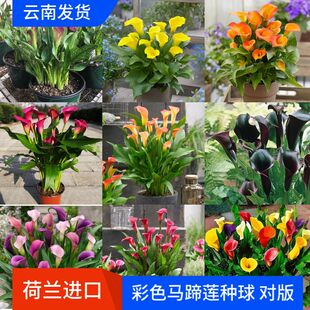 现货彩色马蹄莲种球荷兰进口多年生对版芽点多开花多易种多品种