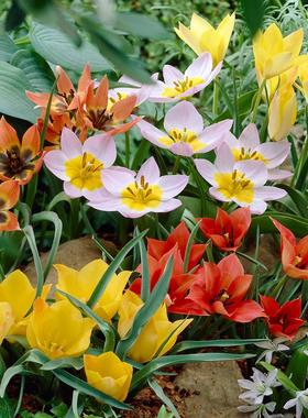 滇峰园艺秋植耐寒原生郁金香种球盆栽地栽繁殖快多年生