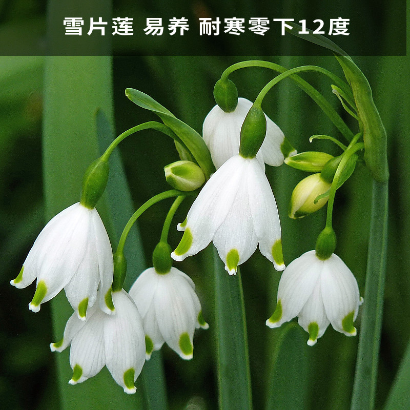 特价滇峰园艺 进口雪片莲种球 庭院阳台多年生球根花地栽盆栽耐寒