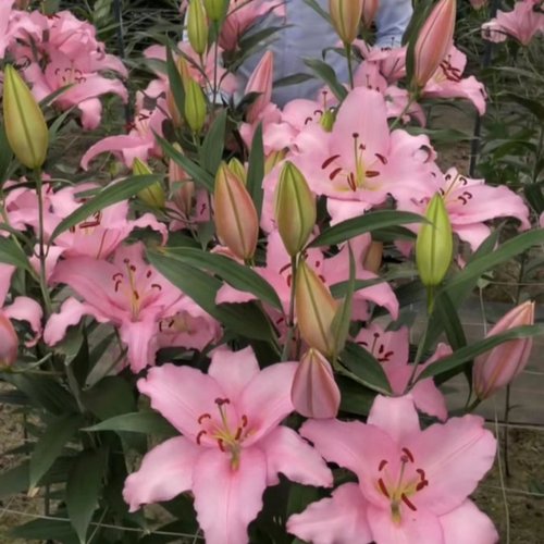 秋季荷兰进口百合种球耐寒耐热