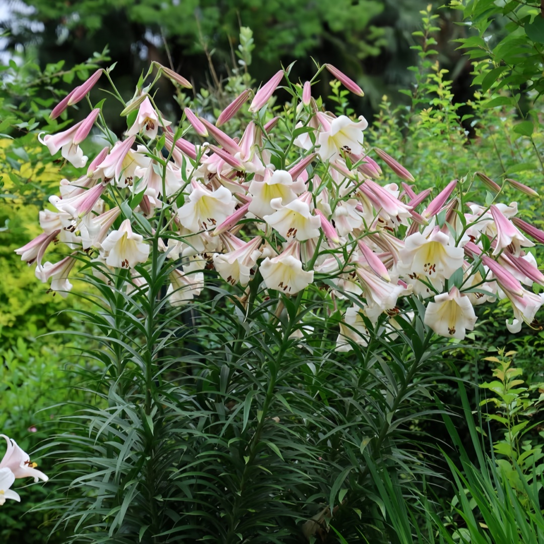 滇峰园艺荷兰进口香水百合花种球
