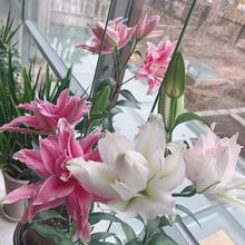 新到25年现货百合荷兰进口重瓣百合种球盆栽地栽香味浓鹿德维娜