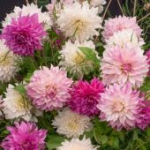 现货26年新到进口大丽花种球地瓜花盆栽地栽繁殖快花期长多年生