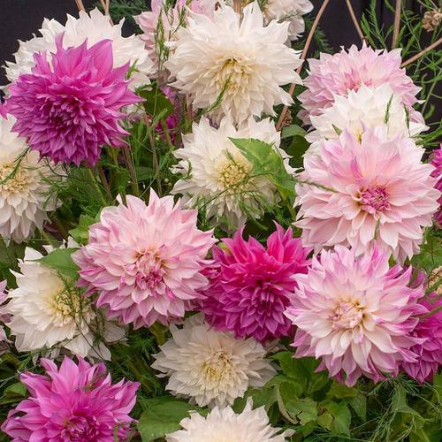 新到荷兰进口大丽花多年生大花