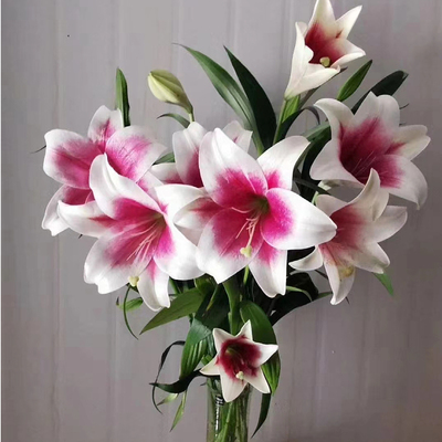 新到进口麝香铁炮百合种球