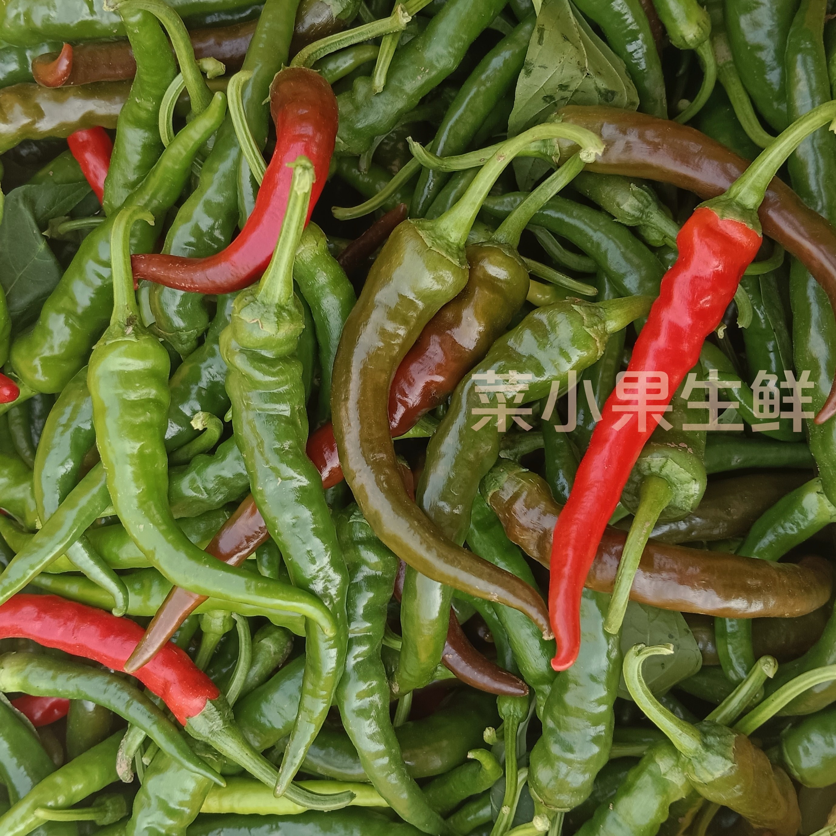 特辣邳州老本地辣椒邳州新鲜小尖椒小土辣椒农家自种小米椒老品种