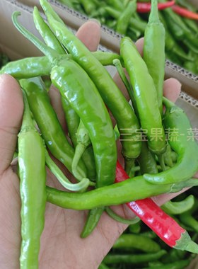 特辣邳州本地辣椒邳州新鲜小尖椒小土辣椒农家自种小米椒薄皮勾椒